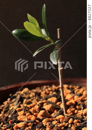 オリーブ 挿し木 の写真素材