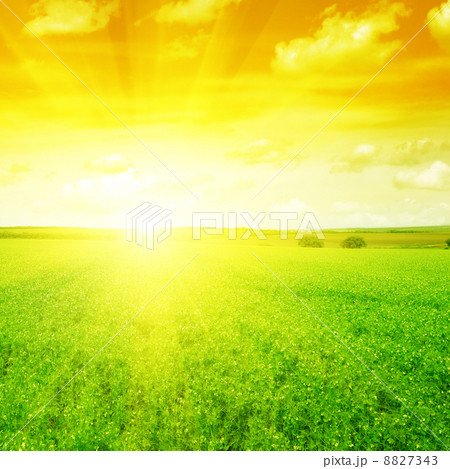 Beautiful sunset on spring field Beautiful sunset on spring field 8827343