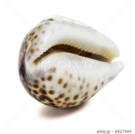 Sea Shell 8827404