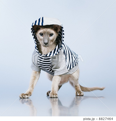 Peterbald Cat in Hoody 8827464