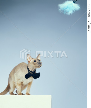 Peterbald Cat 8827589