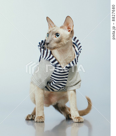 Peterbald Cat in Hoody 8827680