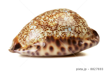 Sea Shell 8827693