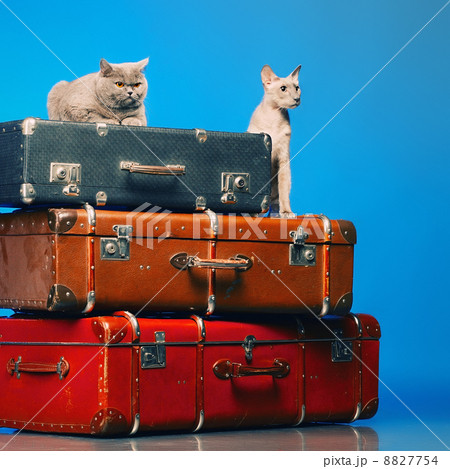 Two Cats Two Cats 8827754