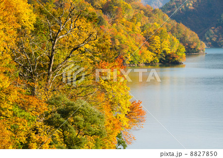 福島県只見町 紅葉の田子倉湖の写真素材