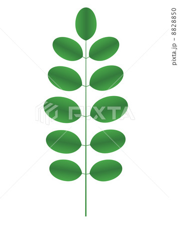Acacia twig 8828850