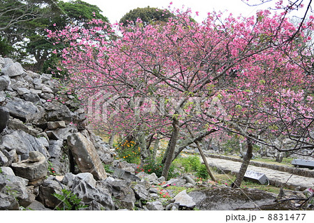 沖縄の桜 沖縄の桜 8831477