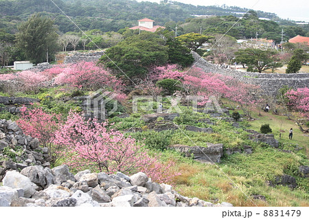 沖縄の桜 8831479