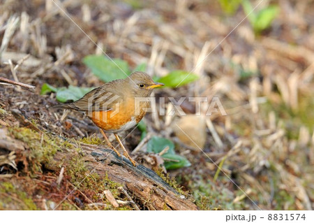 アカハラ アカハラ 8831574