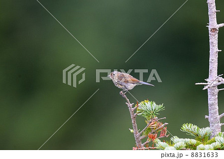 ルリビタキ 8831633