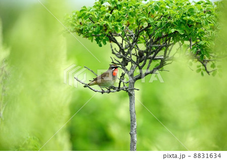 ノゴマ ノゴマ 8831634