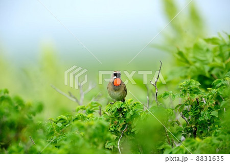 ノゴマ ノゴマ 8831635