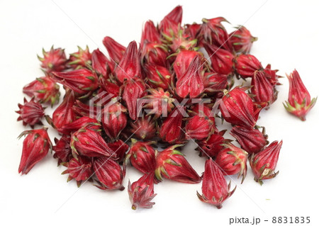 ローゼル ローゼル 8831835