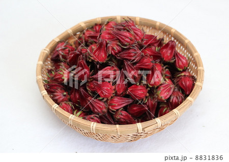 ローゼル ローゼル 8831836