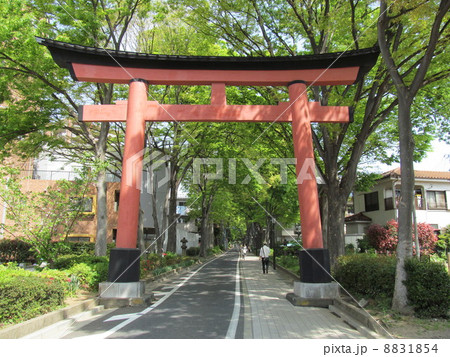大宮 氷川参道 大宮 氷川参道 8831854