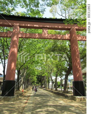 大宮　氷川参道 8831863