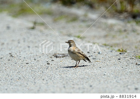 ヒメコウテンシ 8831914