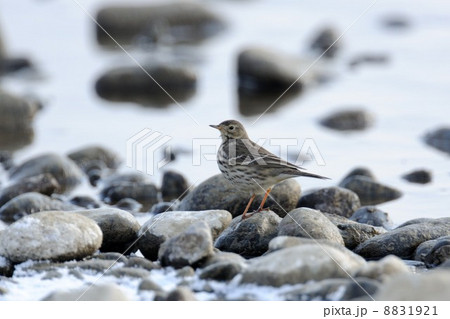 タヒバリ 8831921