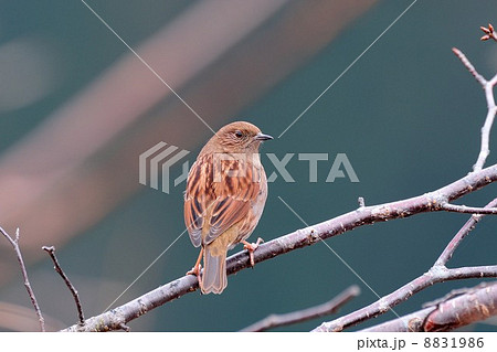 カヤクグリ 8831986