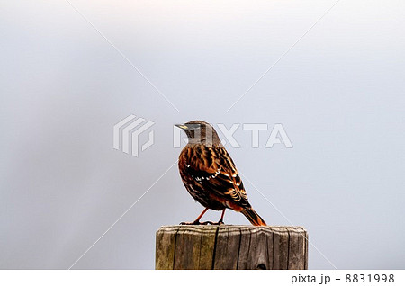 イワヒバリ 8831998