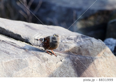 イワヒバリ 8831999