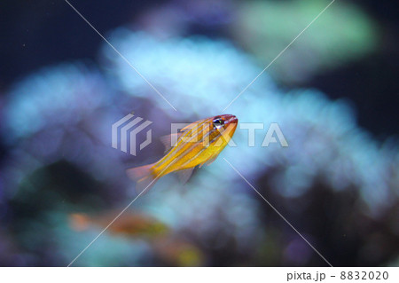熱帯魚 8832020