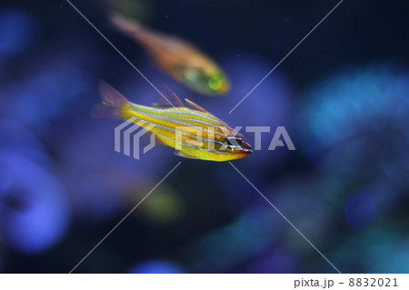 熱帯魚 8832021