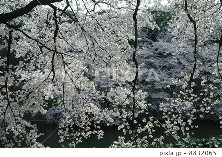 桜 8832065