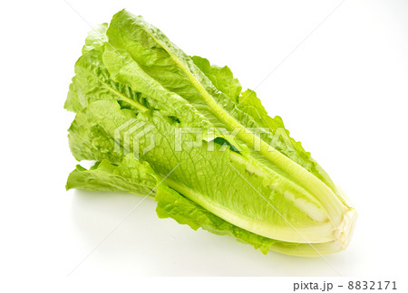 ロメインレタス シーザーサラダ用のレタス の写真素材 171