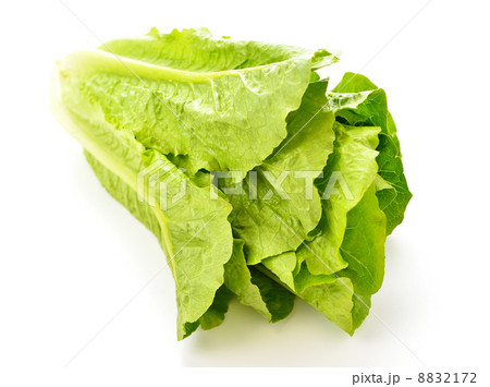 ロメインレタス（シーザーサラダ用のレタス）。 8832172