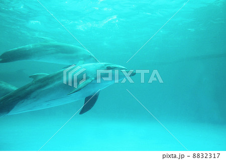 イルカ 8832317