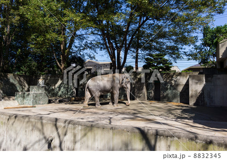 アジア像のはな子　井の頭自然文化園 8832345