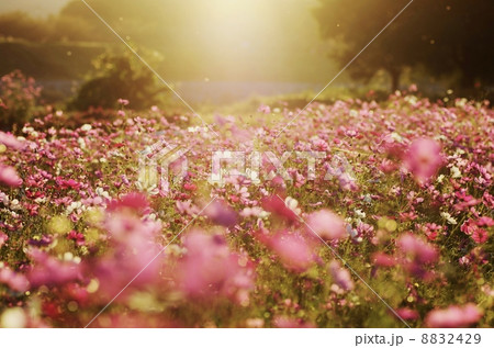 夕景コスモス 8832429