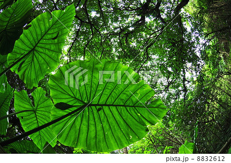 クワズイモの葉 クワズイモの葉 8832612