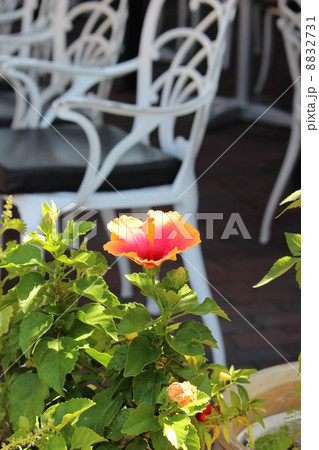 ハイビスカスと椅子 8832731