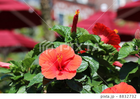 ハイビスカスとパラソル 8832732