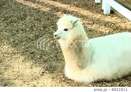 アルパカ 8832811