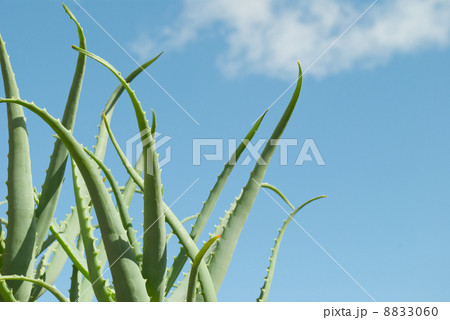 キダチアロエ キダチアロエ 8833060