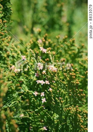 児手柏 コノテガシワの花です。 児手柏 コノテガシワの花です。 8833079