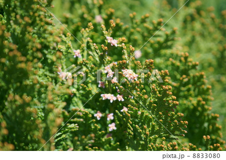 児手柏 コノテガシワの花です の写真素材 080