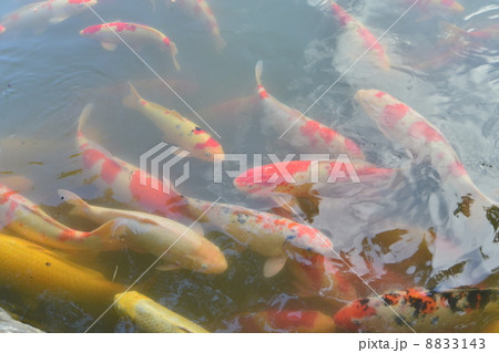 岡山後楽園 流水の池を泳ぐ鯉 岡山後楽園 流水の池を泳ぐ鯉 8833143