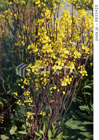 紅菜苔　コウサイタイと申します。 8833420