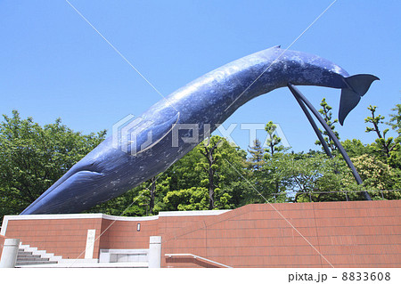 独創的 【再入荷残り1点】シロナガスクジラのオブジェ 希少 置物 - www 