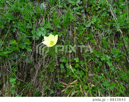 スイスアルプスの花を訪ねて 8833643