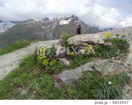 スイスアルプスの花を訪ねて　天上のお花畑 8833647