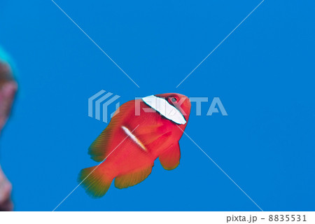 クマノミ 8835531