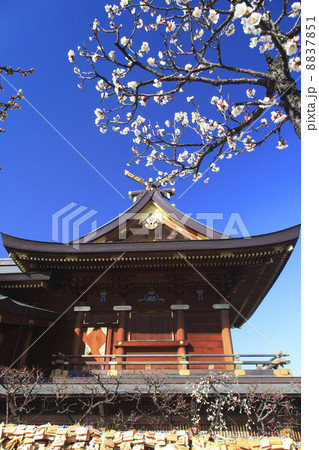 東京都・梅の花咲く湯島天神 8837851
