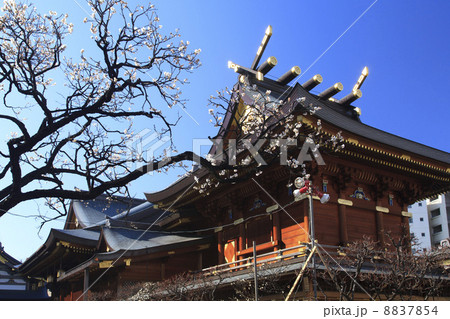 東京都・梅の花咲く湯島天神 8837854