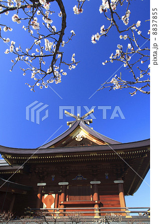 東京都・梅の花咲く湯島天神 8837855