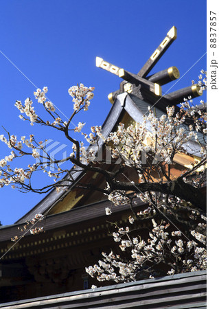 東京都・梅の花咲く湯島天神 8837857